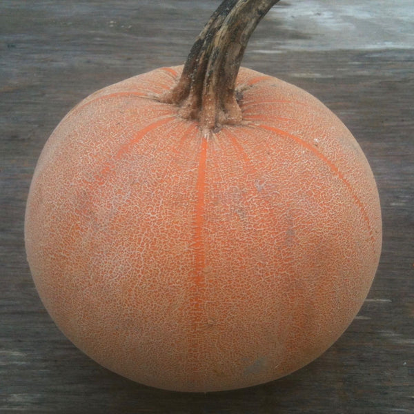 SQ608_c7d93569-a9b5-46d0-a9b4-