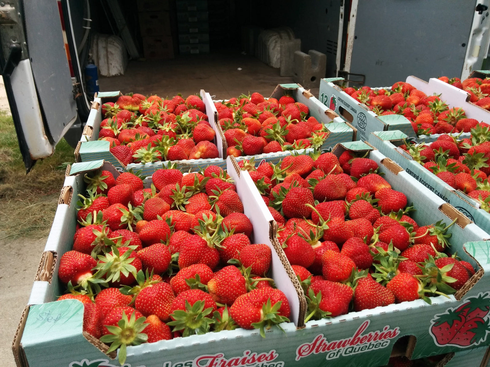 C’est le temps des fraises du Québec : comment les savourer et les conserver 🍓