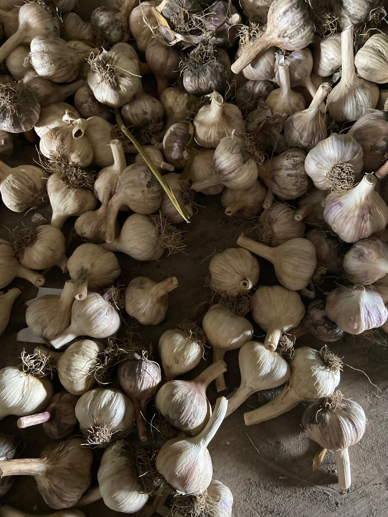Planter l'ail et les bulbes d'automne