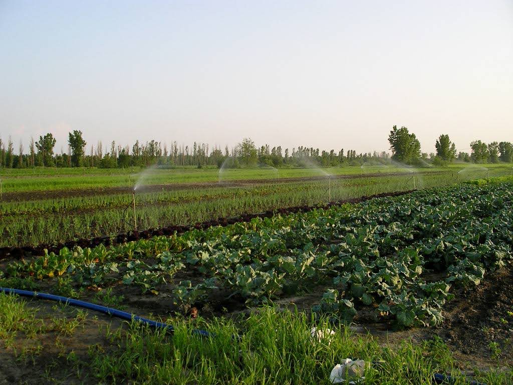 La gestion de l'eau au jardin, comment bien la faire et comment se préparer pour les vacances.