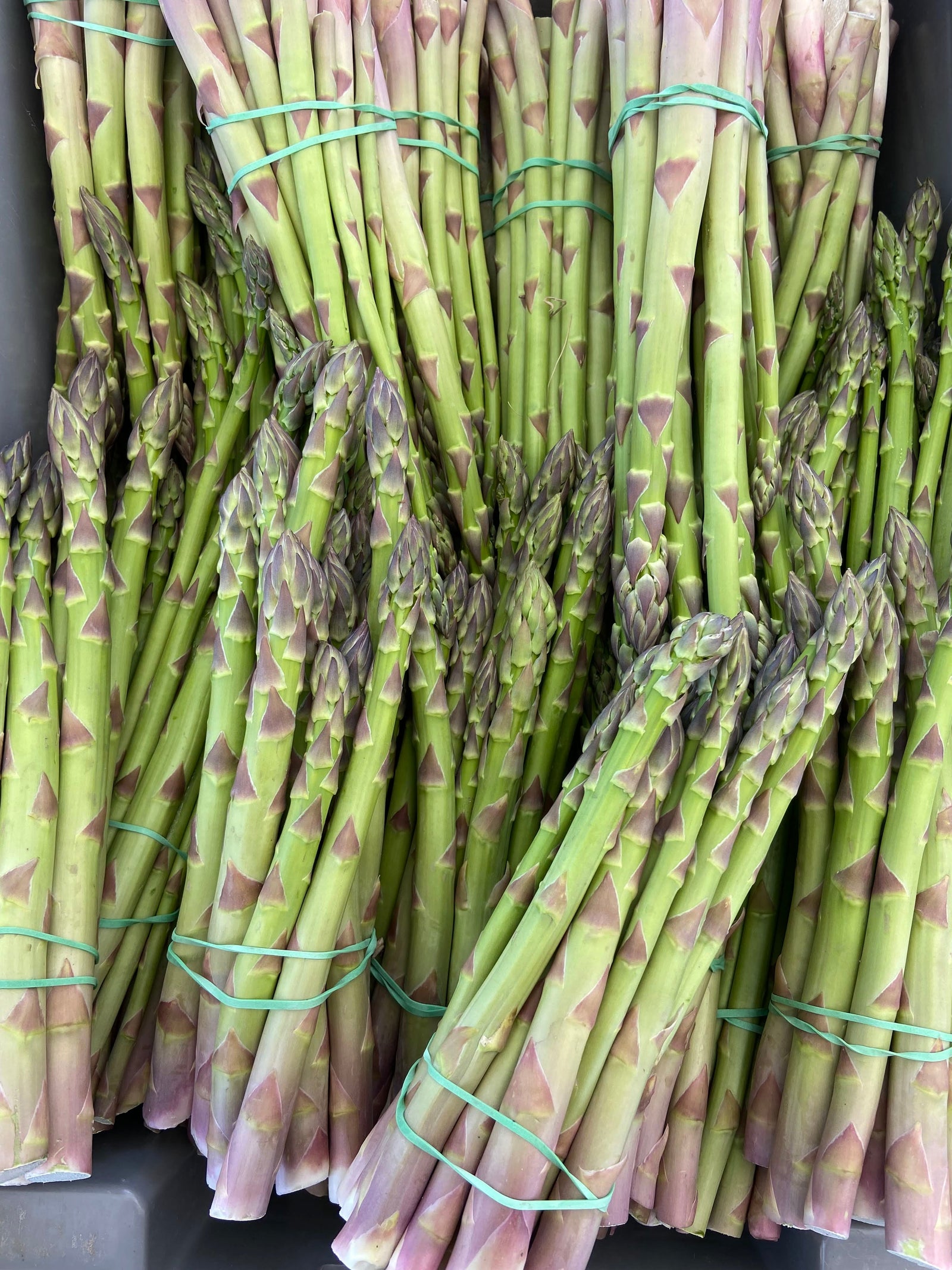 Asperges et rhubarbe : Le coup d'envoi de la saison au jardin