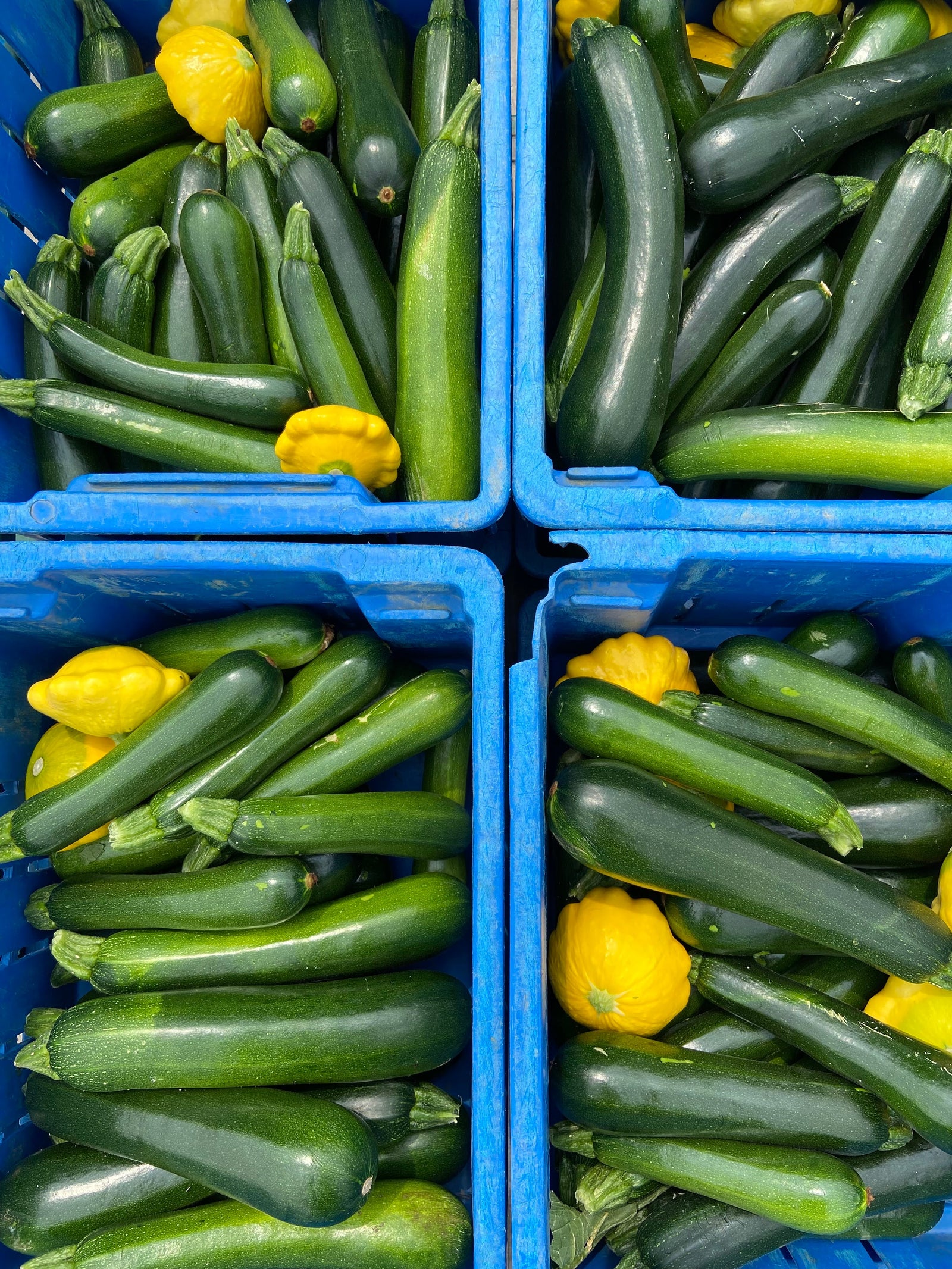 Guide de survie au potager : Que faire quand on a trop de courgettes ?