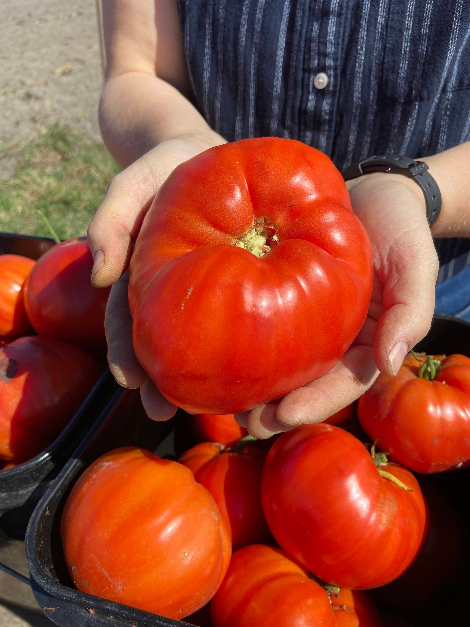 Choisir ses variétés de tomates selon son espace, son temps et sa cuisine