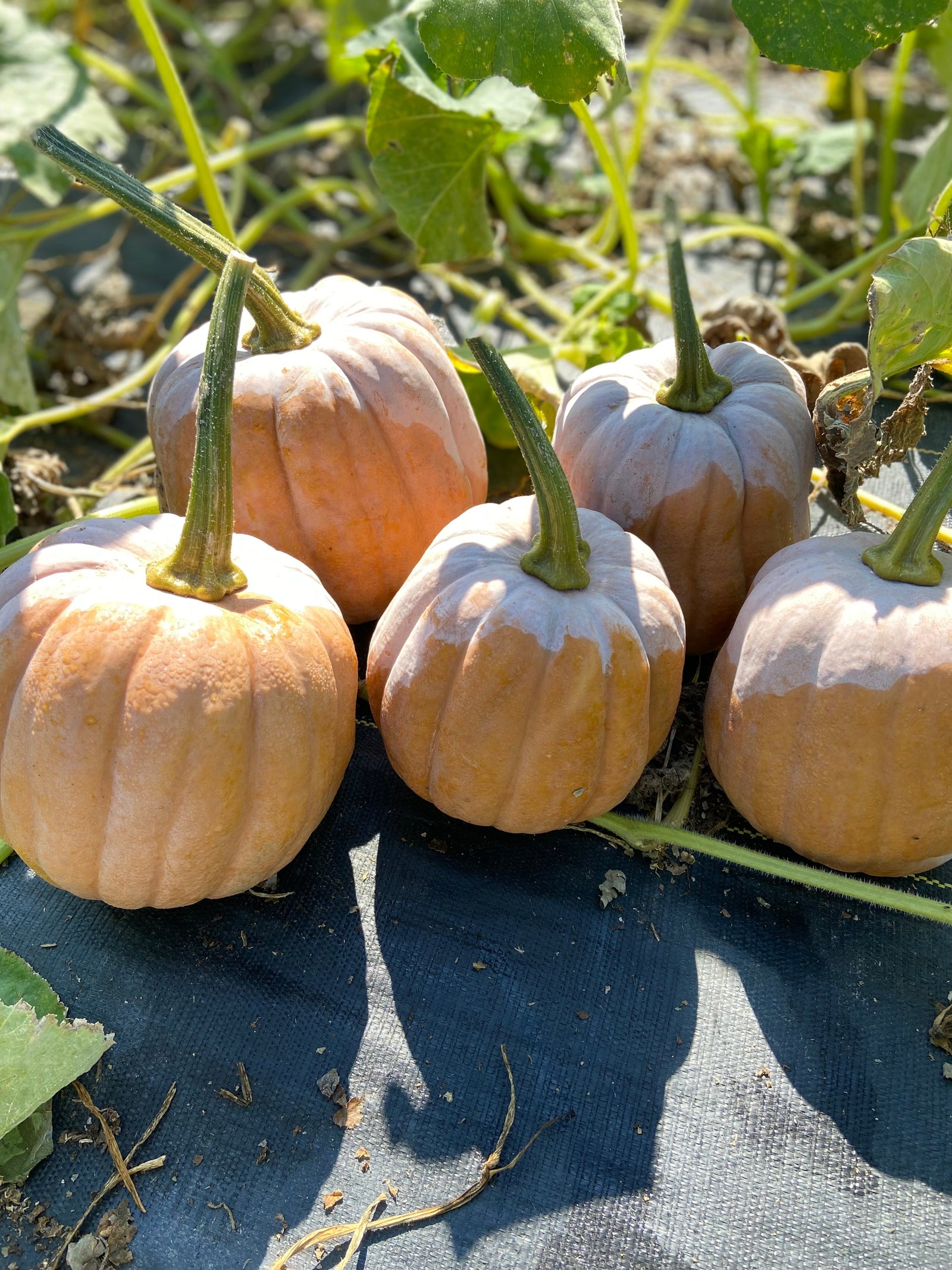 Récolte et conservation des courges d'hiver : le guide ultime du potager à l'assiette