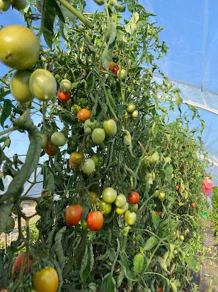 Dompter la « jungle » des tomates : Guide d'entretien pour une récolte abondante
