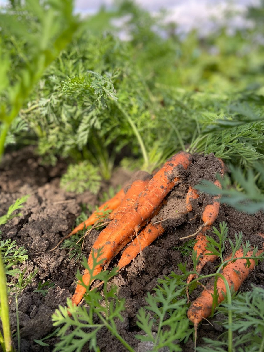 Plantations successives 101 : Gardez votre jardin productif tout au long de la saison