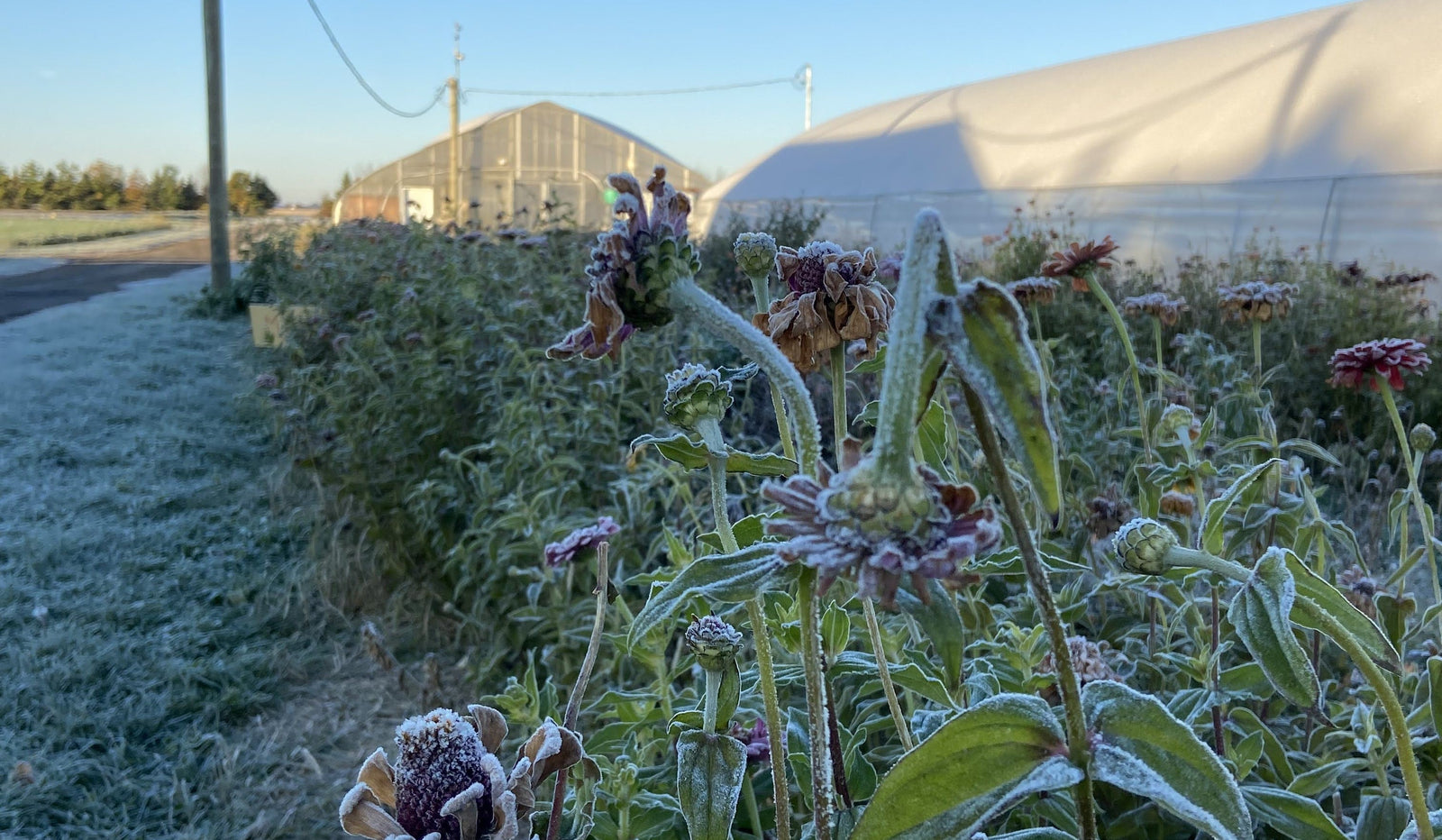 Quoi récolter et quoi laisser au jardin à l’automne ?