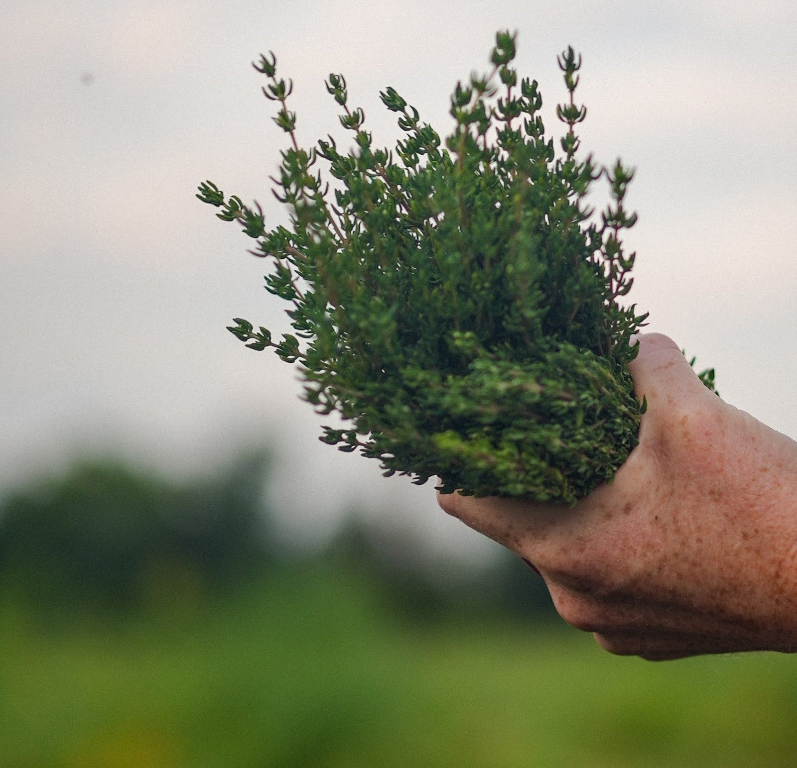 Comment sauver et conserver ses fines herbes avant l’hiver : le guide pratique d'automne