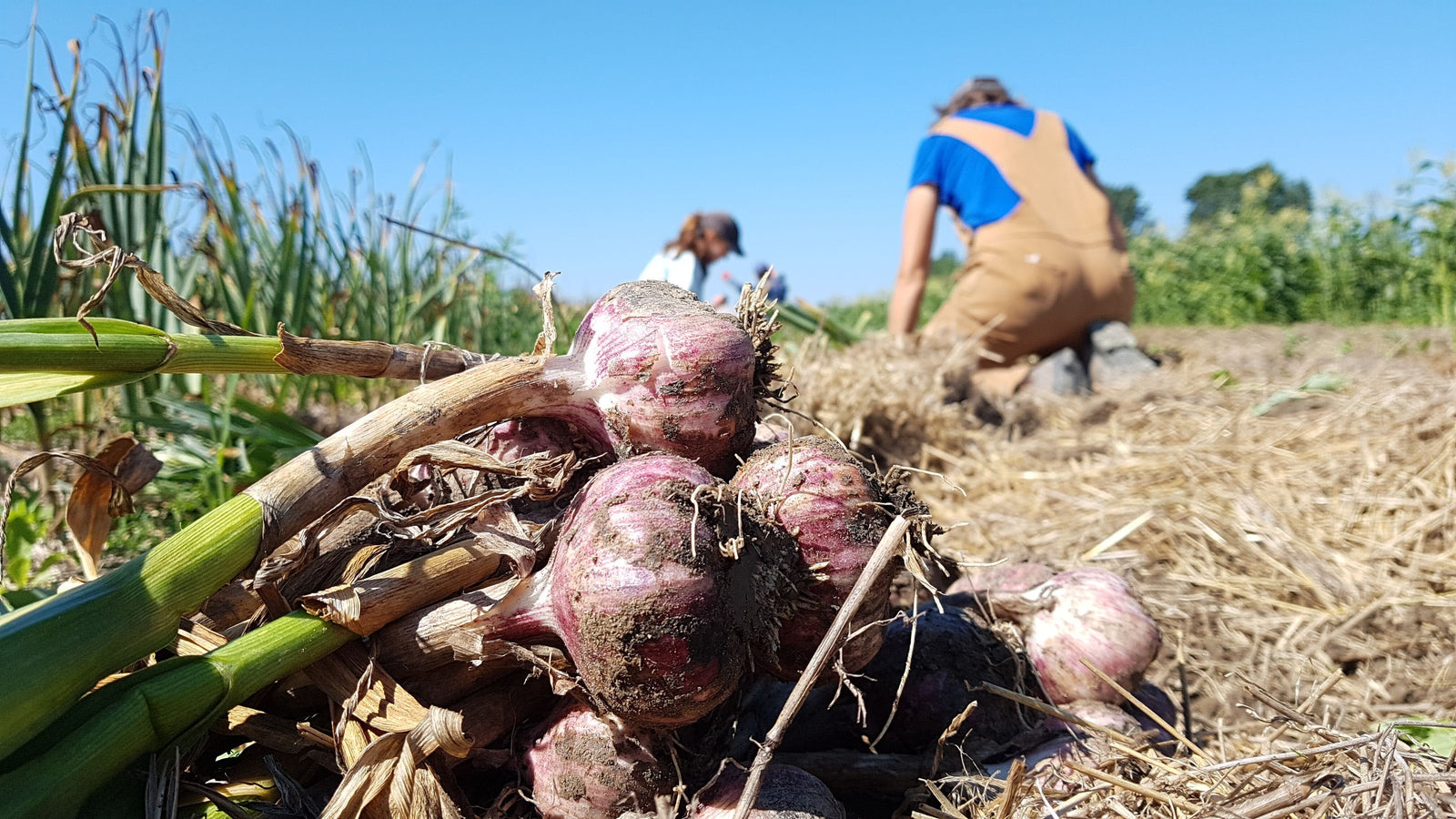 Récolte et séchage de l’ail : Guide complet pour une conservation optimale