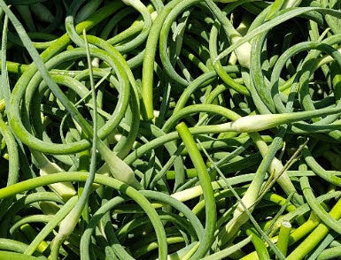 Tout savoir sur la fleur d’ail : Récolte, cuisine et conservation