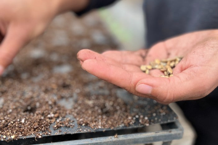 Le dilemme du démarrage de semis: à l’intérieur ou à l’extérieur?