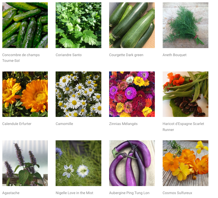 Une variété de légumes et de fleurs sont présentés sur un écran.