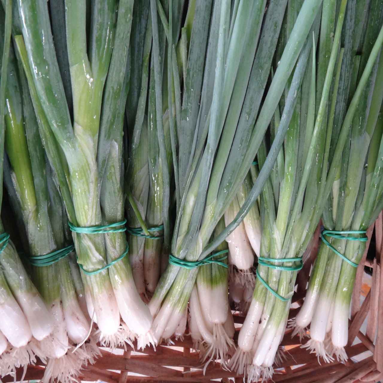 Des bottes d'Oignons à Botteler Parade - semences bio de Tourne-Sol, aux couleurs vives, aux longues tiges vertes et aux bulbes blancs, sont liées entre elles par des élastiques verts. Elles sont présentées dans un panier tressé, mettant en valeur leur fraîcheur et leurs couleurs vives.