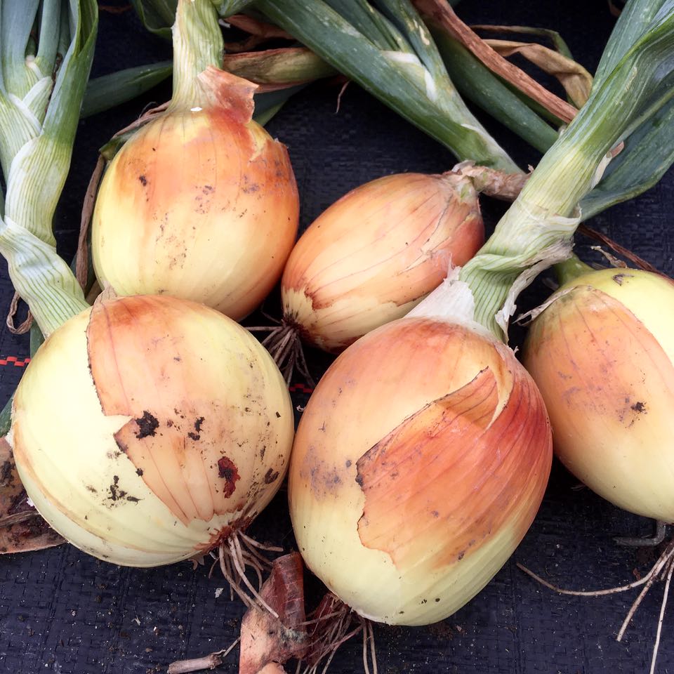 Cinq Oignon New York Early - semences bio de Tourne-Sol, fraîchement récoltées, avec des tiges et des racines vertes, reposent sur une surface sombre, présentant des taches de terre sur leurs peaux brun-jaune.