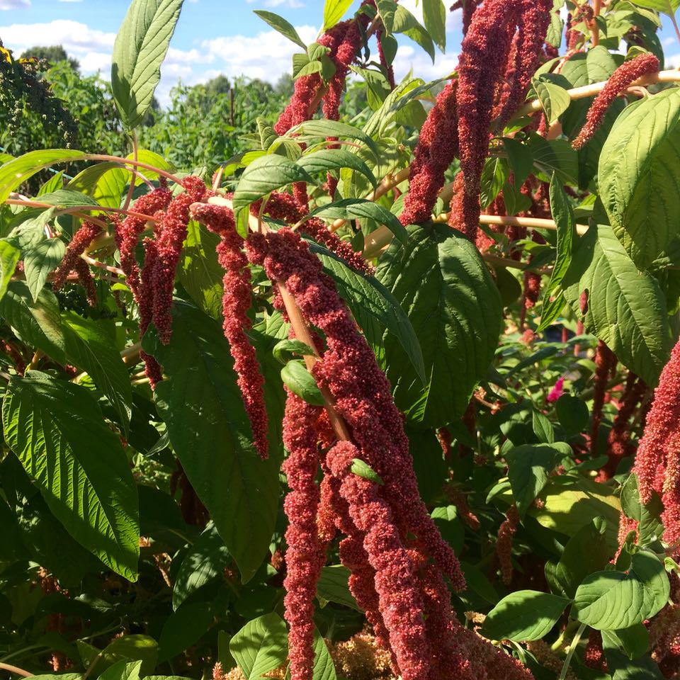 Dans un jardin ensoleillé, la fontaine corail Amarante - semences bio de Tourne-Sol met en valeur des plantes aux couleurs vives avec de longues têtes de graines rouges en cascade et des feuilles vertes vibrantes, ce qui la rend parfaite pour les jardins et les bouquets. Quelques nuages parsèment le ciel bleu, rehaussant la scène pittoresque.