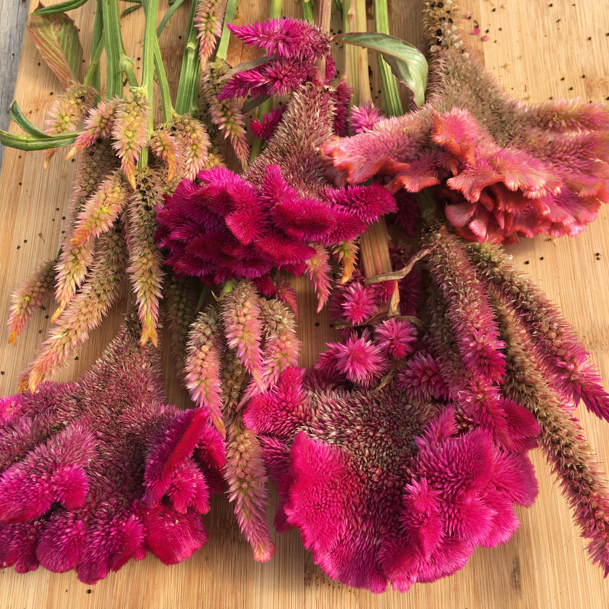 Celosia Mix  - organic seeds