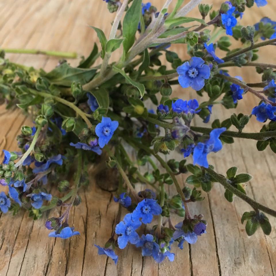 Cynoglossum Blue Chinese Forget-Me-Not - semences bio by Tourne-Sol : fleurs bleu vif avec tiges et feuilles vertes présentées sur une surface en bois rustique.