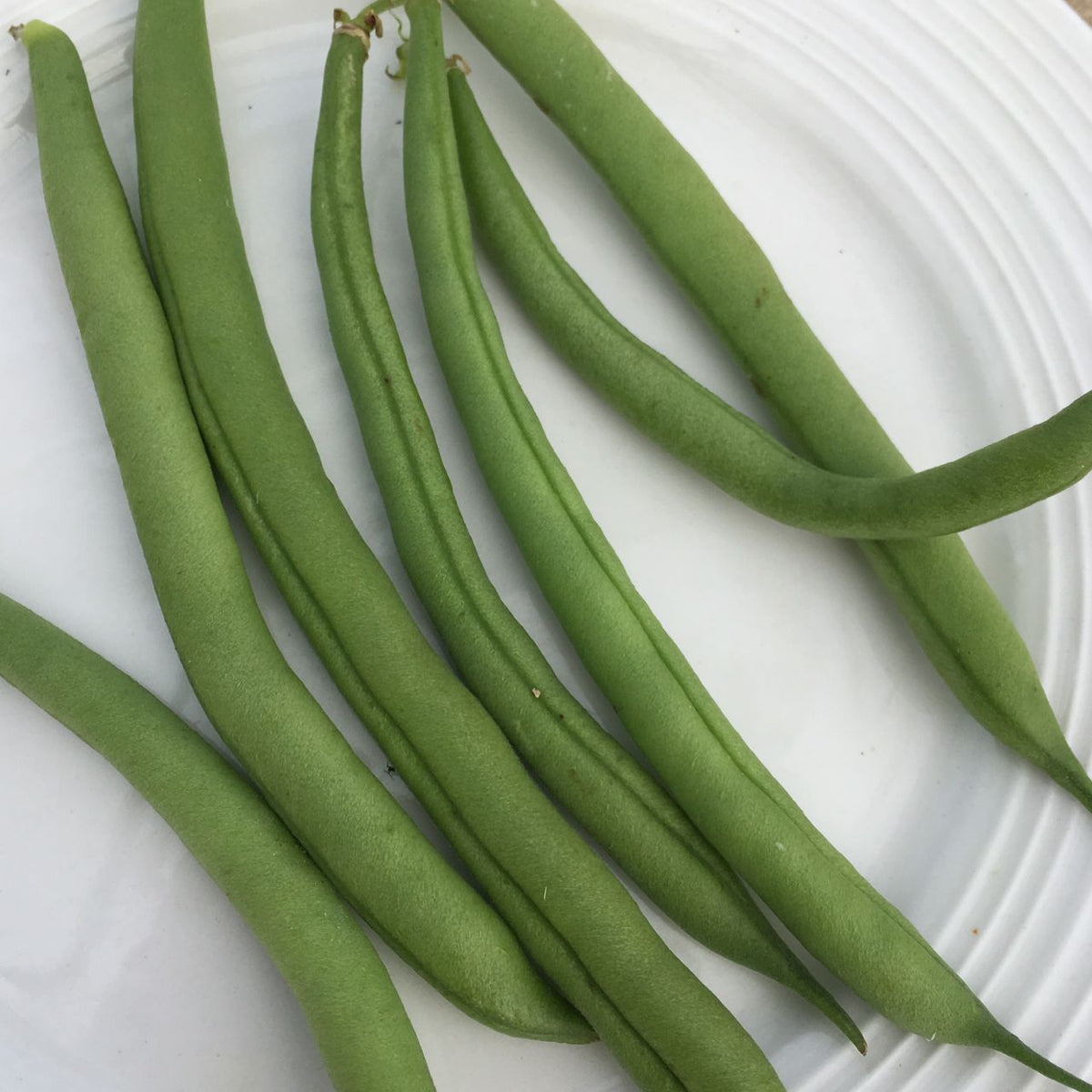 Haricot Nain Vert Provider - semences bio de Tourne-Sol : des haricots verts vifs, longs et onctueux, joliment présentés dans une assiette blanche à bord strié.