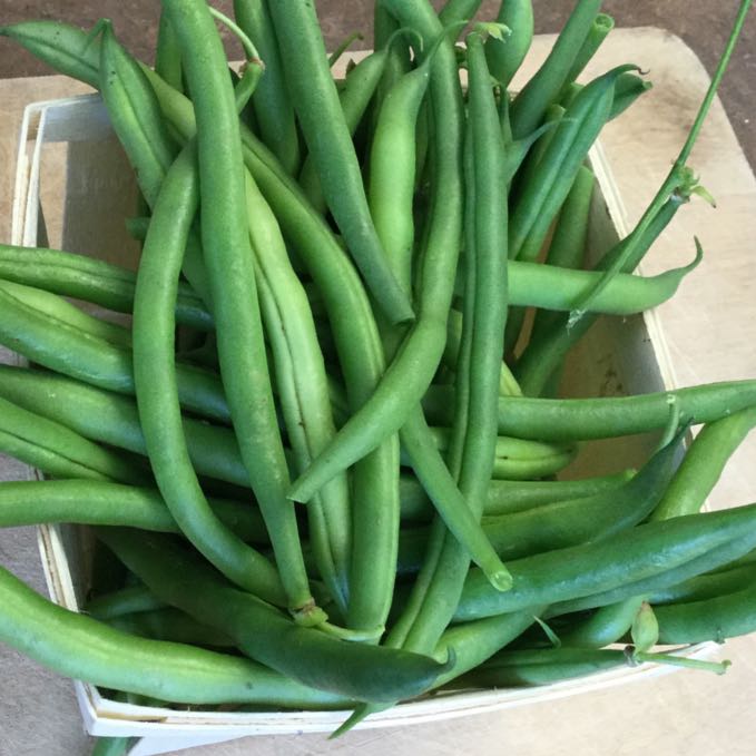 Un panier en bois rempli de Haricot Nain Vert Maxibel - semences bio de Tourne-Sol repose sur une surface de couleur claire, avec les haricots soigneusement disposés pour mettre en valeur leur teinte verte vibrante et leur forme allongée, évoquant une touche d&#39;élégance française.