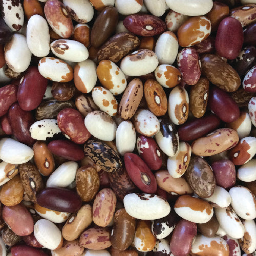 Un gros plan du Mélange Mosaïque de Haricots Nains Secs - semences bio de Tourne-Sol montre un mélange vibrant de haricots secs de tailles, de formes et de motifs divers, arborant des teintes blanches, brunes, havane et rouge-violet.