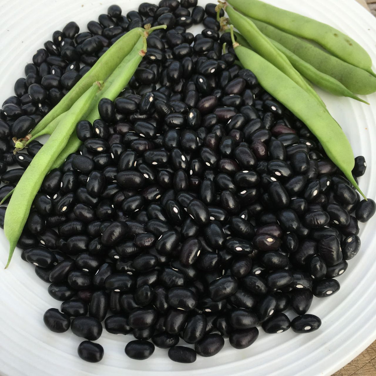 Une assiette blanche remplie de haricots Nain Sec Black Turtle brillants de Tourne-Sol, surmontés de plusieurs gousses de haricots verts. Les gousses vertes contrastent avec les haricots foncés, créant un visuel frais et organique qui célèbre PATRIMOINE mexicain.