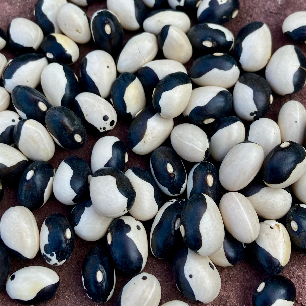 Orca Dry Bush Bean - organic seeds
