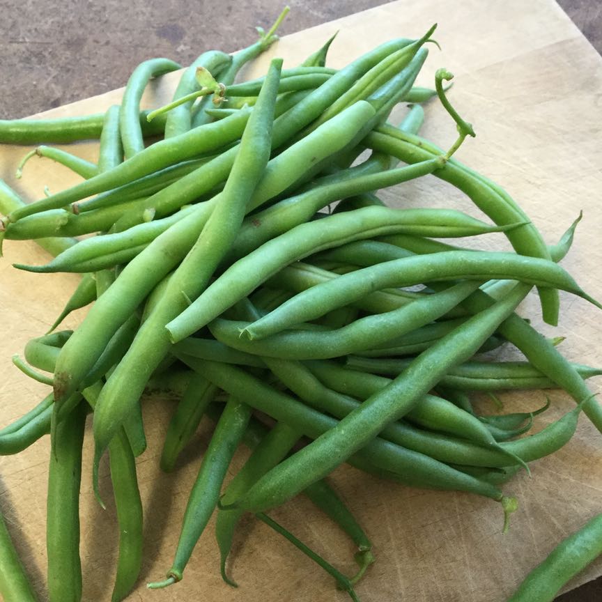 Haricot Grimpant Vert Seychelles - semences bio