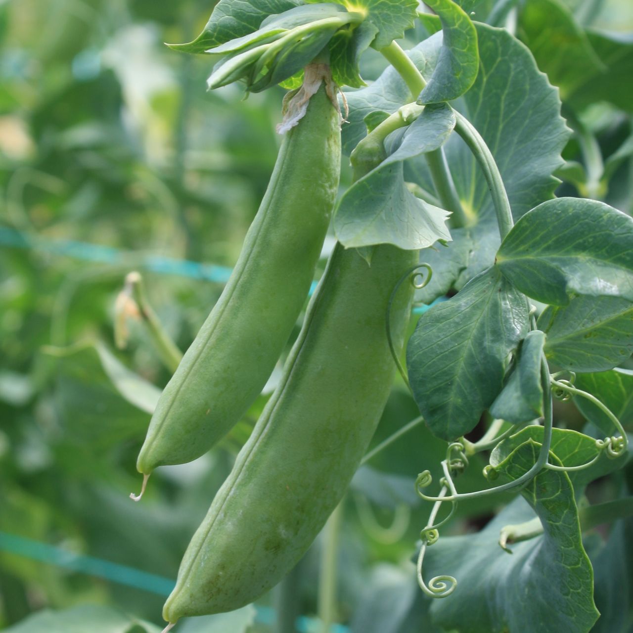 Gros plan des cosses de pois Mange-Tout Cascadia de Tourne-Sol, poussant sur la plante au milieu de feuilles et de vrilles vertes, avec un arrière-plan feuillu légèrement flou.