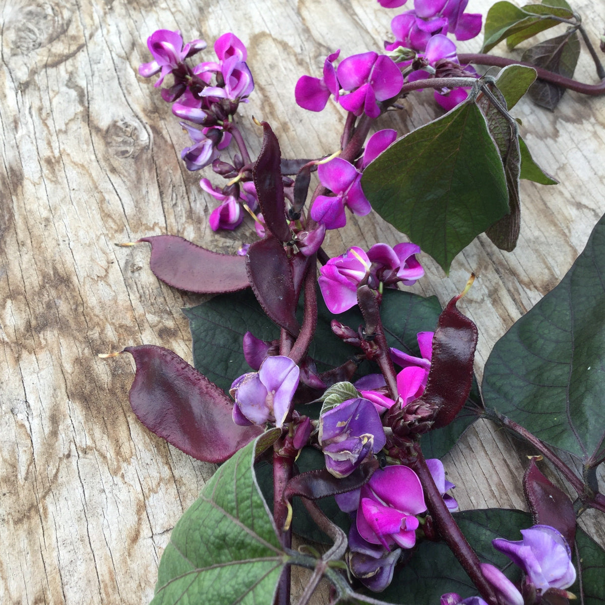 Dolique d’Égypte - semences bio de Tourne-Sol présente ses fleurs d’un violet vif et ses feuilles d’un vert profond, avec des gousses violettes frappantes, sur une surface en bois texturée et patinée. Le contraste met en valeur les couleurs vives des pétales sur fond de veinage rustique du bois.