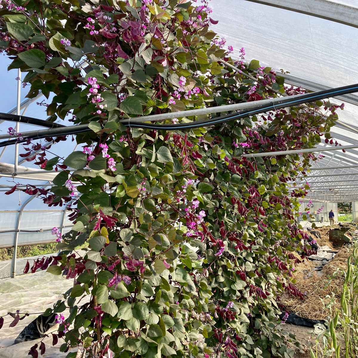 Sous une structure de serre, la Dolique d’Égypte - semences bio de Tourne-Sol crée un jardin vertical luxuriant aux feuilles vertes et bordeaux, accentuées par des grappes de petites fleurs violettes et de délicates fleurs roses. La scène est encadrée par des supports en tuyaux noirs suspendus au-dessus de la tête, tandis qu’un chemin longe les plantes au milieu de la terre et de la paille en arrière-plan.