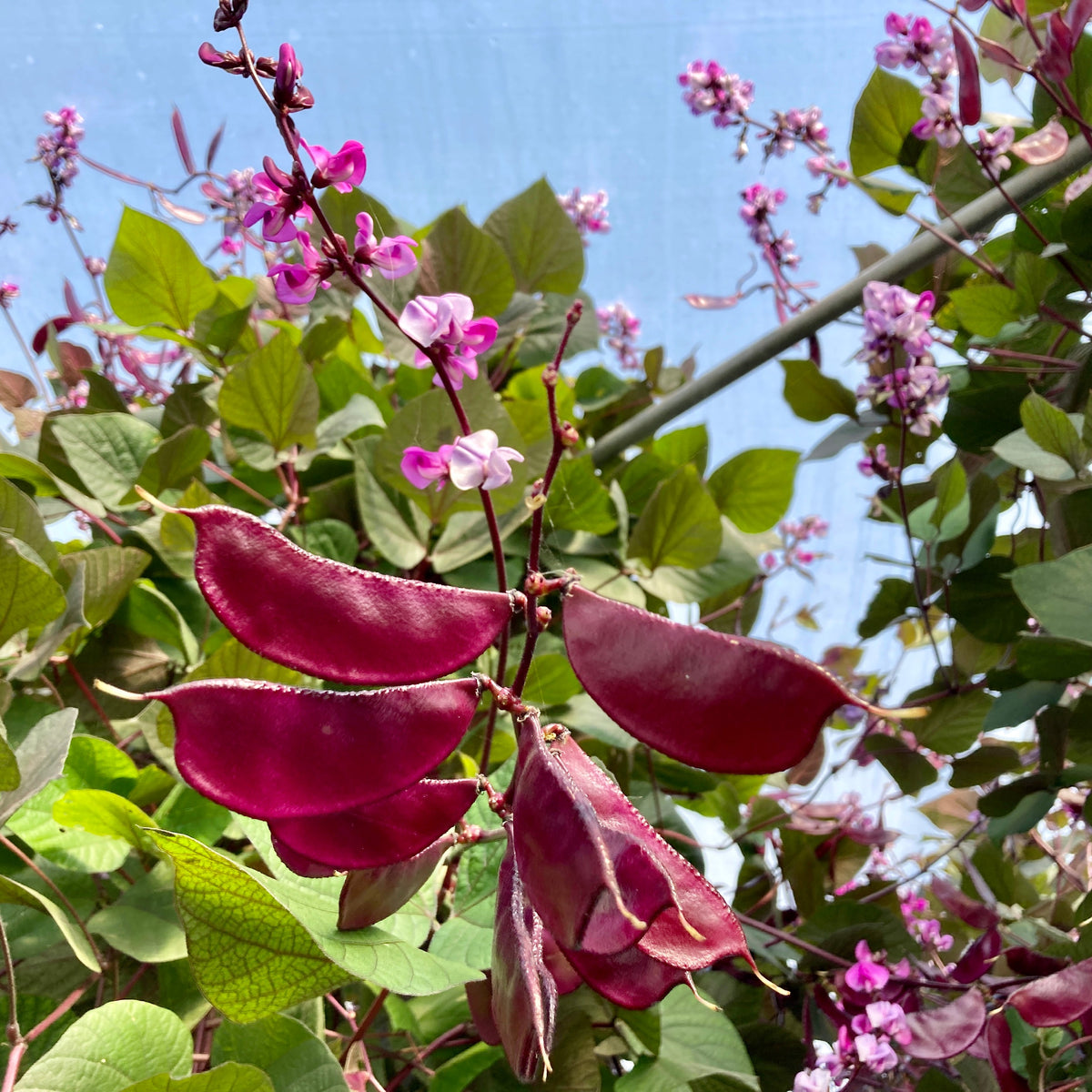 La Dolique d’Égypte - semences bio de Tourne-Sol présente des gousses violettes vibrantes suspendues à une branche entourée de fleurs roses et de feuilles vertes luxuriantes, sur fond de ciel bleu clair.