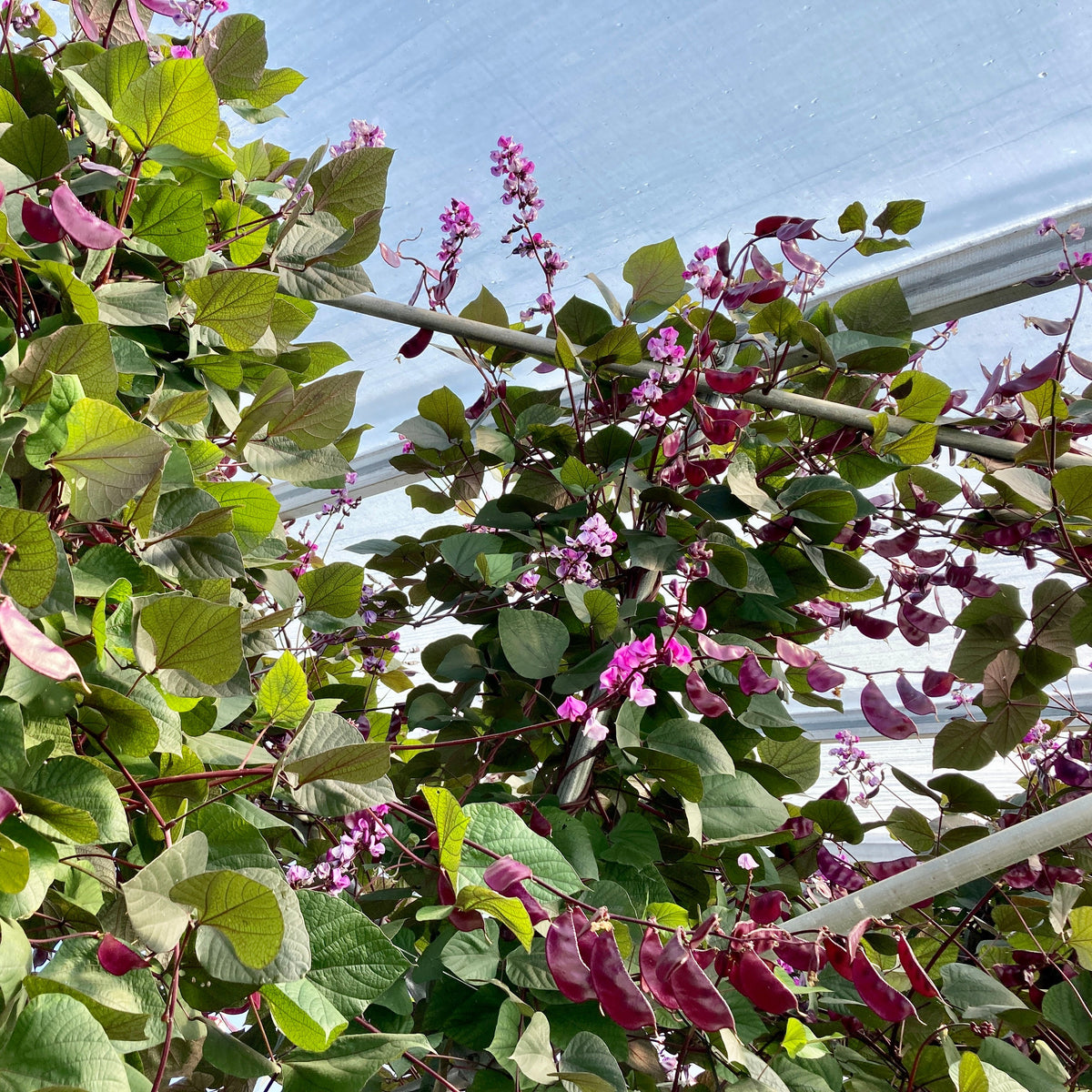 Dans une serre sous un auvent translucide, les vignes de Dolique d&#39;Égypte - semences bio de Tourne-Sol montent gracieusement le long d&#39;un treillis, mettant en valeur leurs feuilles vertes vibrantes et leurs grappes de belles fleurs roses et violettes tandis que leurs gousses violettes promettent des graines comestibles pour les futures récoltes.