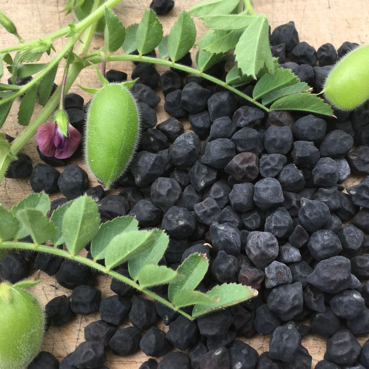 Gros plan sur le Kabouli noir Pois Chiche (semences bio) de Tourne-Sol dispersé sur du bois, avec des gousses de pois chiches fraîches, des feuilles vertes et une petite fleur violette.