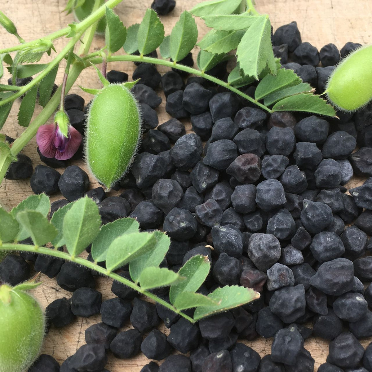 Des pois chiches verts frais sur une vigne ornée de fleurs violettes sont disposés à côté d&#39;un monticule de pois chiches noirs Kabouli de Tourne-Sol, étiquetés « semences bio », posés sur une surface en bois. Cet arrangement évoque les marchés d&#39;Afghanistan où l&#39;on trouve ces variétés, connues localement sous le nom de « pois chiche ».