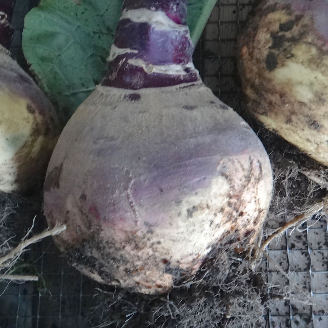 Gros plan d'un rutabaga - semences bio fraîchement récolté de Tourne-Sol, avec ses feuilles attachées, dévoilant sa peau poussiéreuse violette et beige. Cette récolte repose sur une surface grillagée en métal, les racines et les restes de terre étant visibles, révélant sa chair jaune caractéristique.