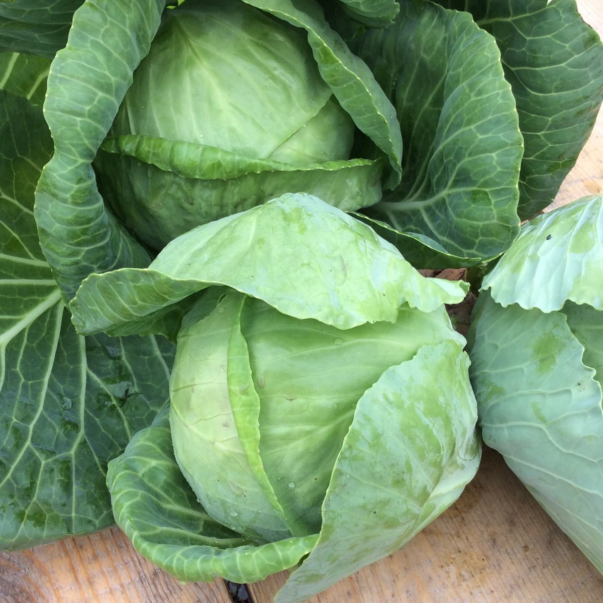 Golden Acre Green Cabbage - organic seeds