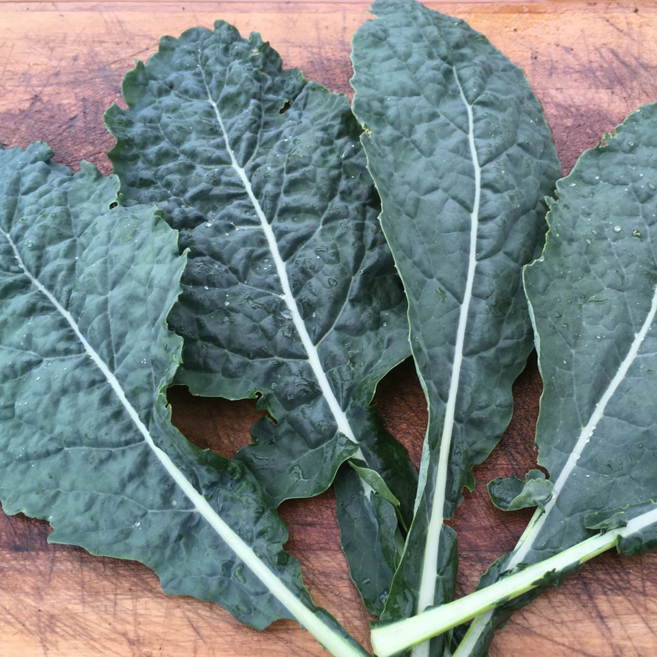 Quatre grandes feuilles de Kale Lacinato - semences bio de Tourne-Sol, de couleur vert foncé et de texture bosselée, sont disposées sur une planche à découper en bois.