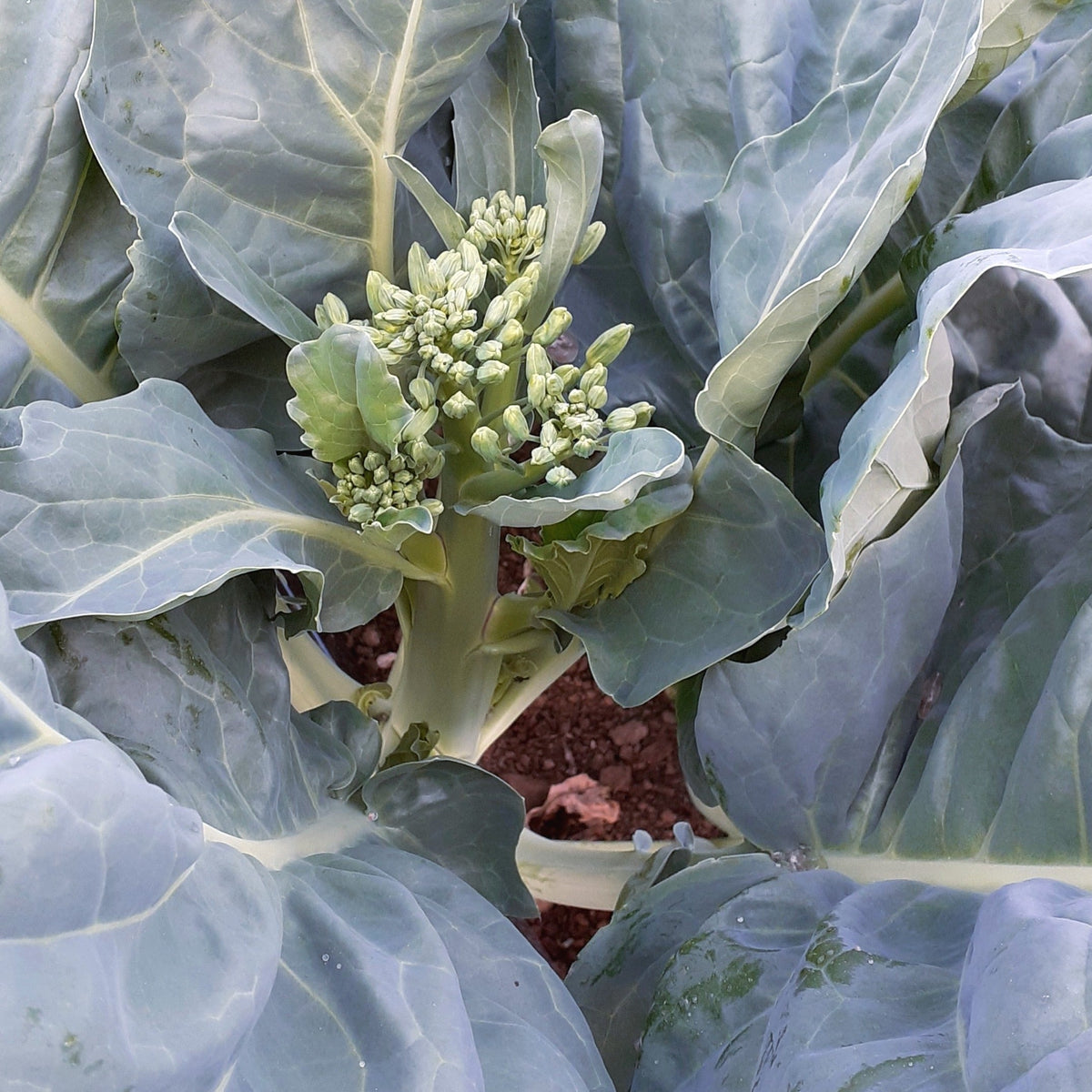 Blue Star Gai Lan - organic seeds