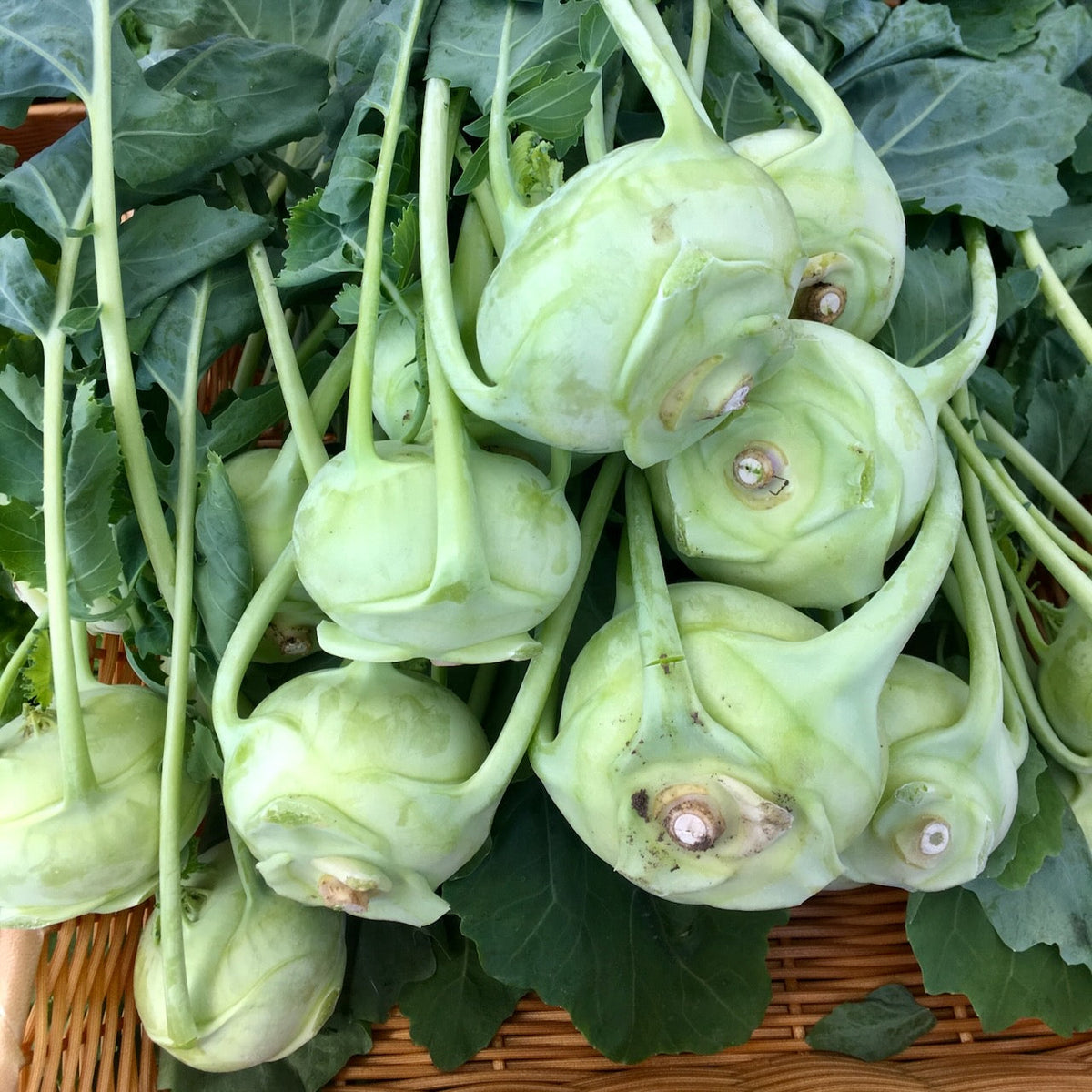 Chou-Rave Superschmelz - semences bio