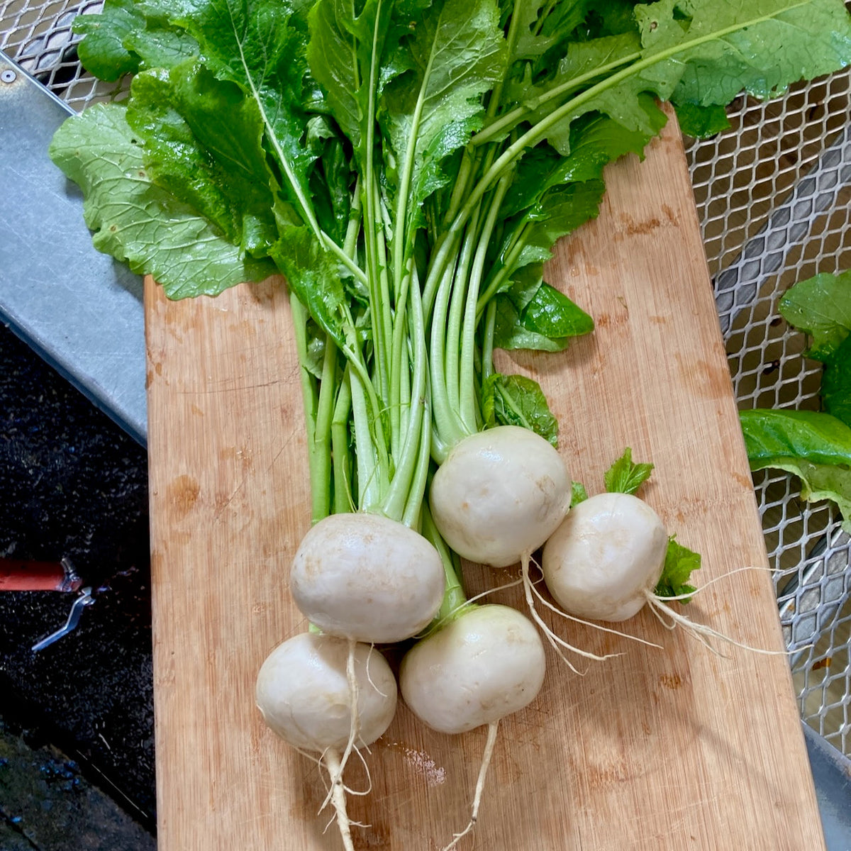 Navet Tokyo Market - semences bio