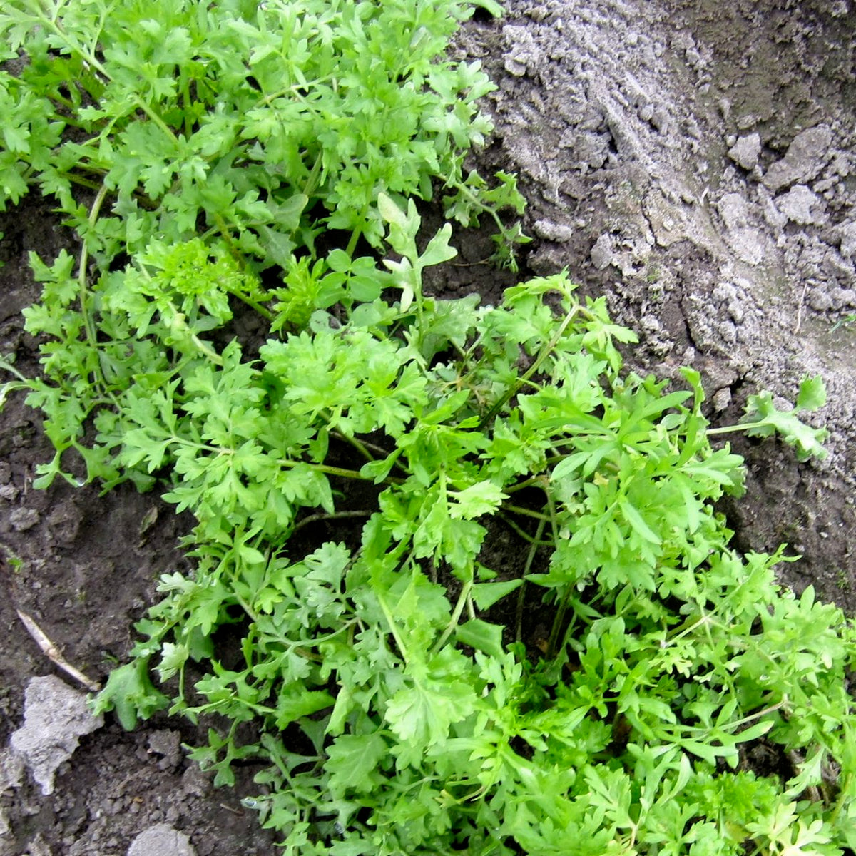 Cresson Alénnois - semences bio de Tourne-Sol : Les plantes vertes brillantes aux feuilles plumeuses se développent dans un sol sombre et humide, leur feuillage vibrant se détachant sur le sol terreux, gris-brun.