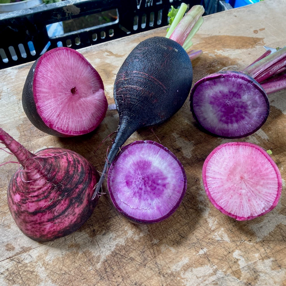 Black Crimson Winter Radish - organic seeds