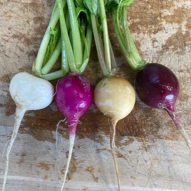 Une rangée de quatre radis, provenant du Mélange De Radis Tourne-Sol - semences bio de Tourne-Sol, reposant sur une surface en bois. Ils présentent une variété de couleurs : blanc, rouge rosé (radis roses), jaune clair et violet foncé, chacun orné de tiges et de racines vertes.