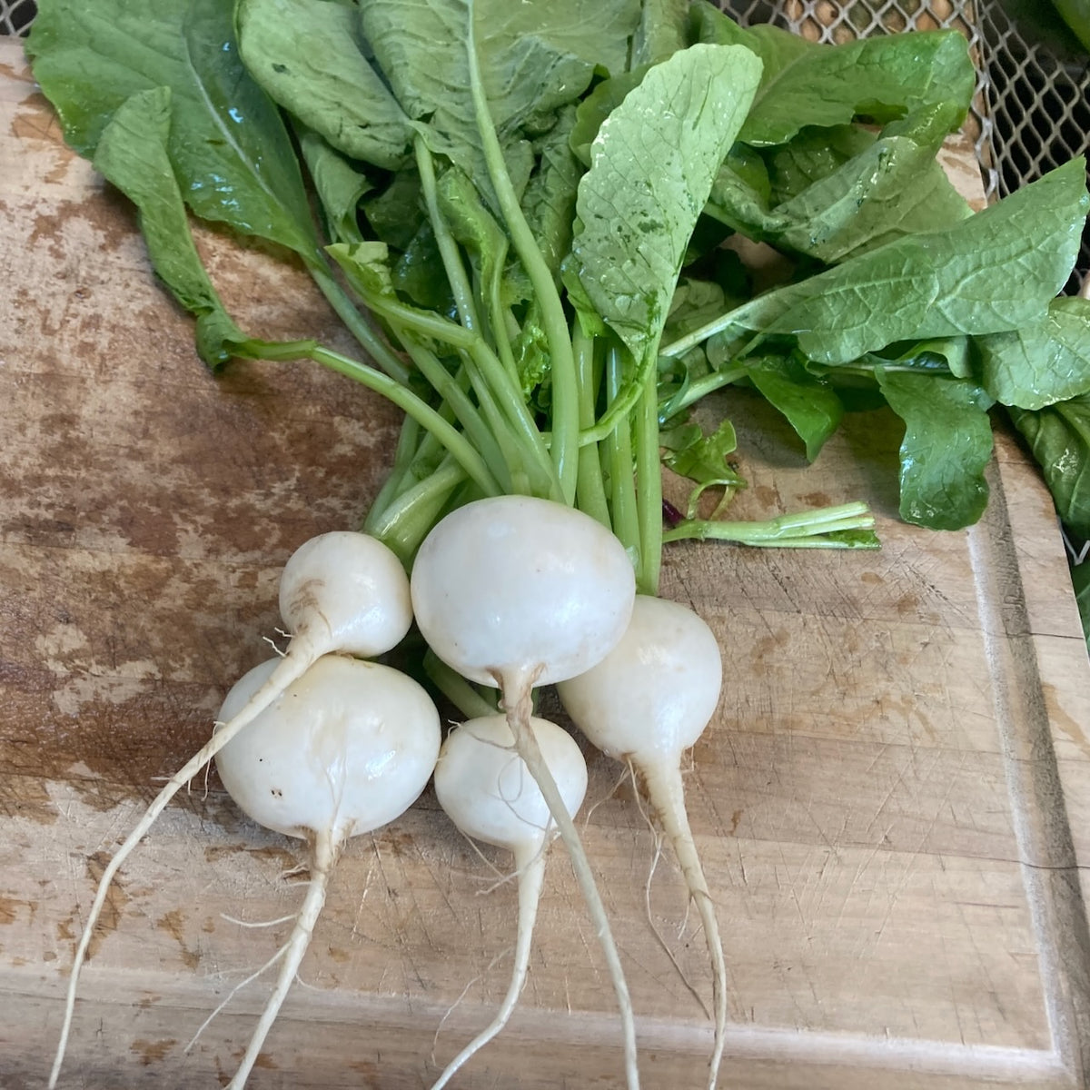 Radis Hailstone - semences bio