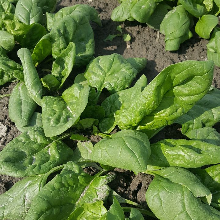 Verdil Spinach - organic seeds