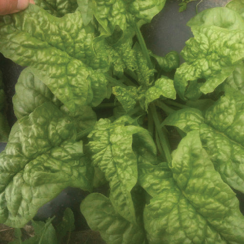 Merlo Nero Spinach - organic seeds