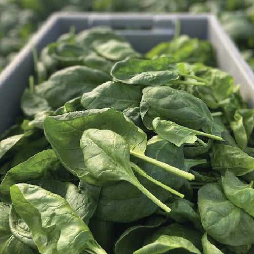 Winter Spinach Waltz - organic seeds