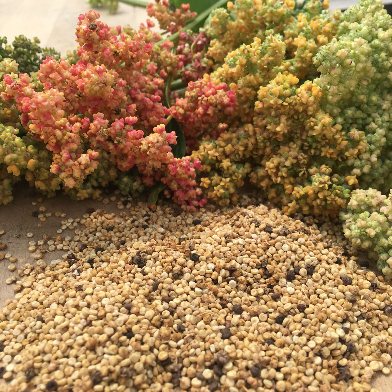 En arrière-plan, les plantes bio Quinoa Arc-en-Ciel - semences de Tourne-Sol affichent des teintes roses, jaunes et vertes. Au premier plan, des graines de quinoa récoltées et séchées sont dispersées sur une surface en bois.