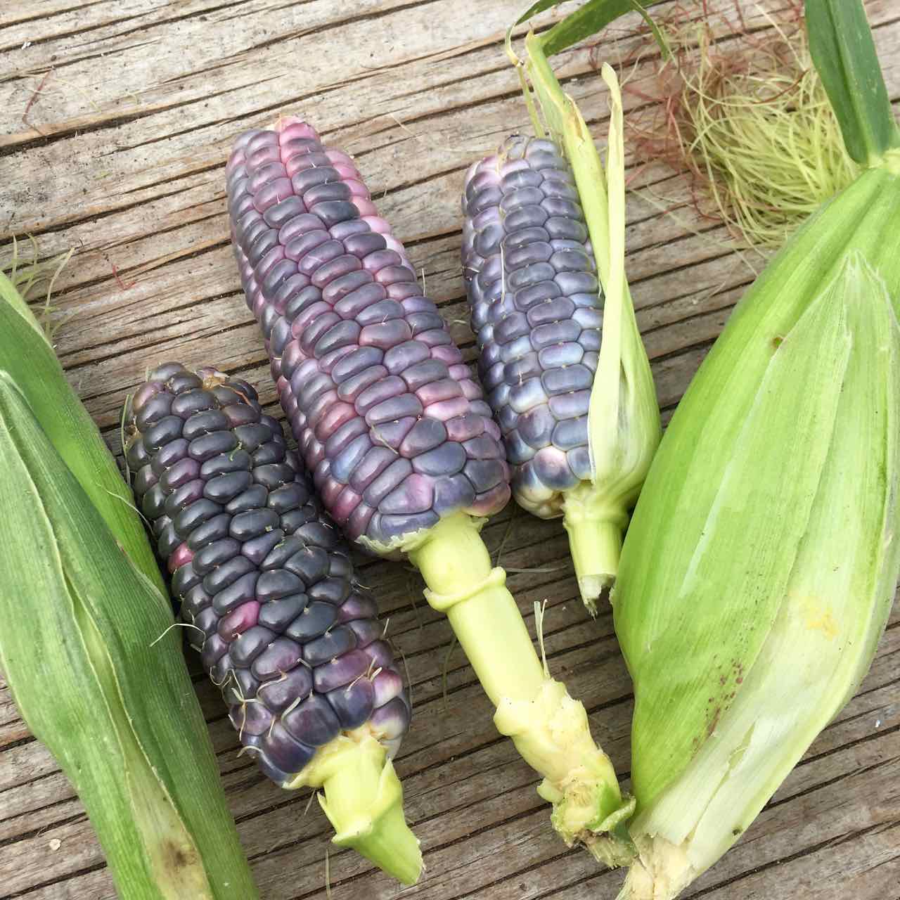 Trois épis partiellement décortiqués de Maïs sucré Blue Jade - semences bio de Tourne-Sol sont présentés sur une surface en bois à côté d'un épi non ouvert, dont l'enveloppe est verte et la soie visible.