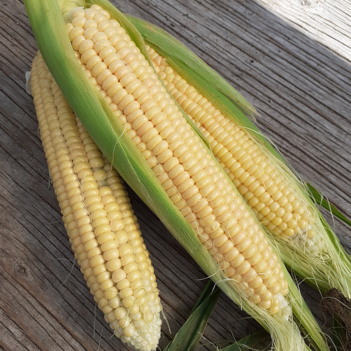 Golden Bantam Sweet Corn - organic seeds